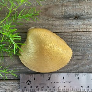 Decoupage Clam Shell Ring Dish: Lemon Print with Gold Leaf
