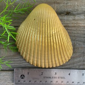 Fish Print Cockle Shell Ring Dish: Gold-Leaf Coastal Decor