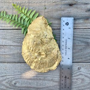 Handcrafted Oyster Shell Ring Dish: Berry Branch Coastal Decor